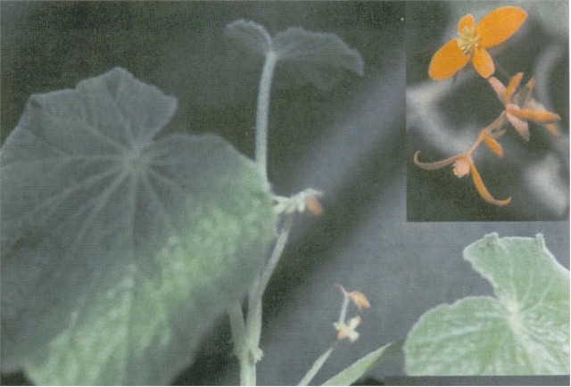 B. u295